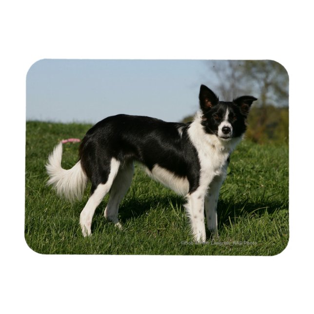 Ímã Borda Collie em Pé (Horizontal)