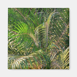 Imã Bordas Tropicais de Palm Lit Sunset