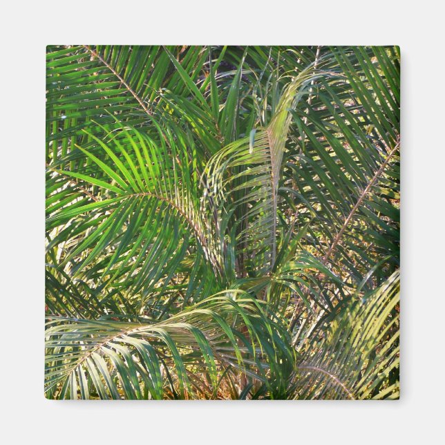 Imã Bordas Tropicais de Palm Lit Sunset (Frente)