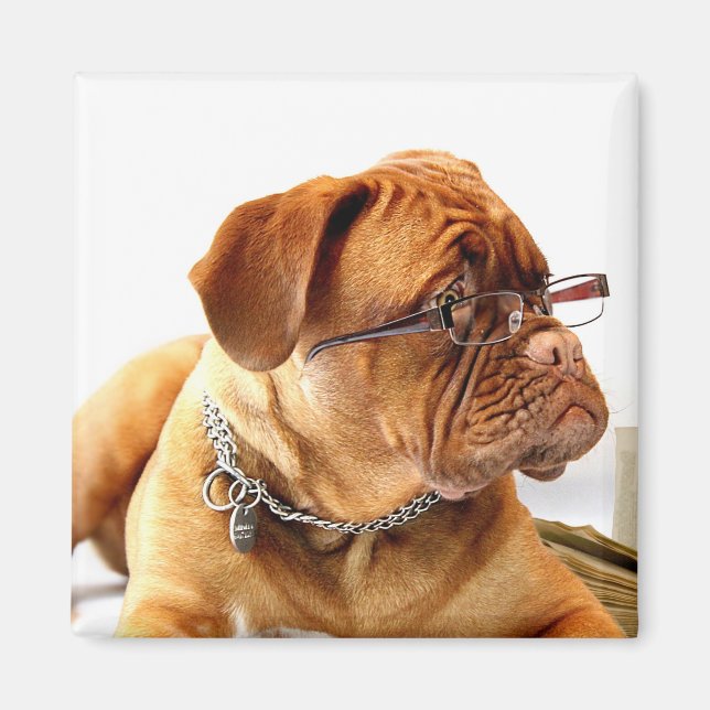 Imã Bordeaux Mastiff, Mastiff francês Bordeauxdog Gift (Frente)