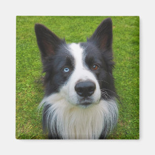 Imã Border Collie