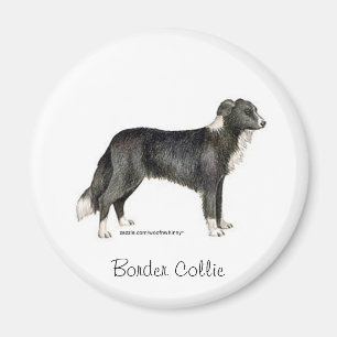 Imã Border Collie