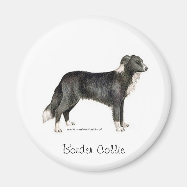 Imã Border Collie (Frente)
