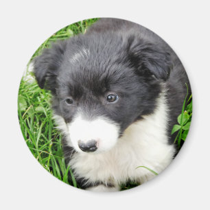IMÃ BORDER COLLIE