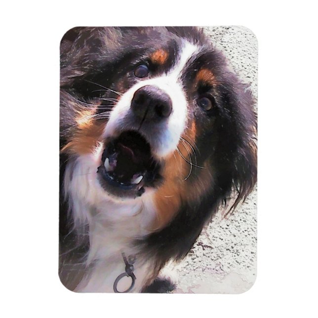 ÍMÃ BORDER COLLIE (Vertical)