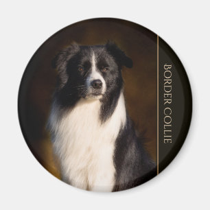 Imã Border collie