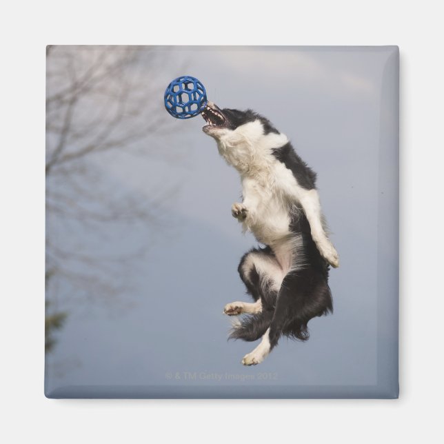 Imã Border Collie antes de pegar a bola no alto (Frente)