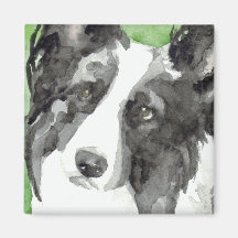 Border Collie Aquarela