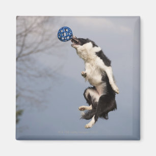 Imã Border collie imediatamente antes de travar a