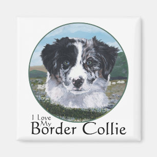 Imã Border Collie no Trabalho