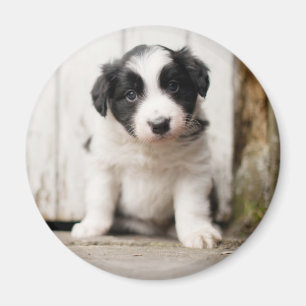 Imã Border Collie Puppy