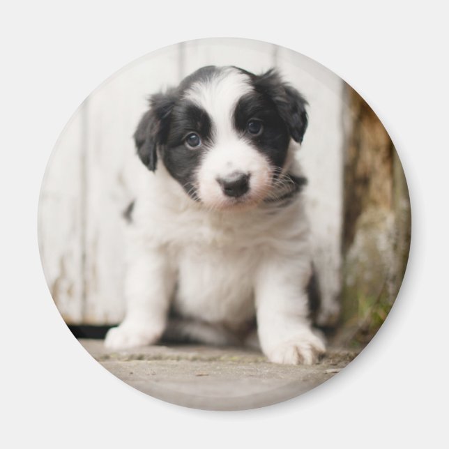 Imã Border Collie Puppy (Frente)