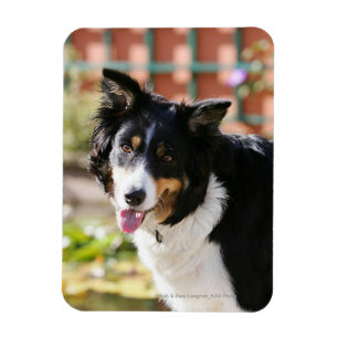 Ímã Border collie que arfa 1