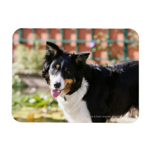 Ímã Border collie que arfa 1
