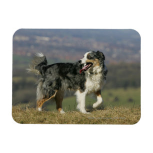 Ímã Border collie que arfa 2