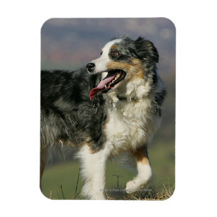 Ímã Border collie que arfa 2