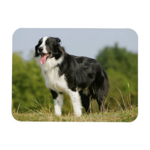 Ímã Border collie que arfa estar