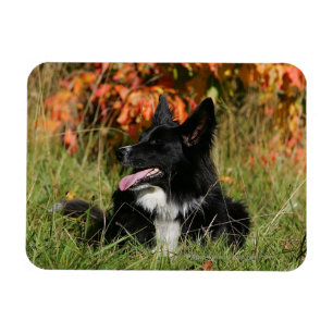 Ímã Border collie que arfa o estabelecimento