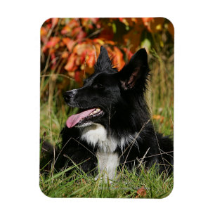 Ímã Border collie que arfa o estabelecimento