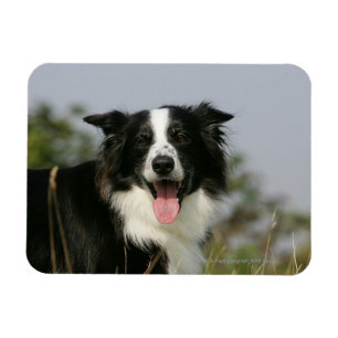 Ímã Border collie que arfa o Headshot 1