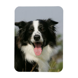 Ímã Border collie que arfa o Headshot 1