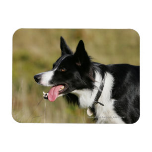 Ímã Border collie que arfa o Headshot 2