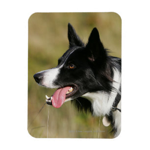 Ímã Border collie que arfa o Headshot 2