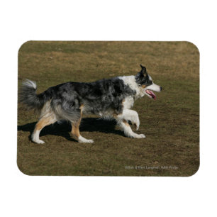 Ímã Border collie que funciona 1