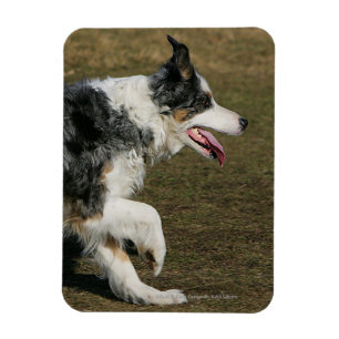 Ímã Border collie que funciona 1