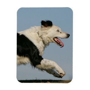 Ímã Border collie que funciona 2