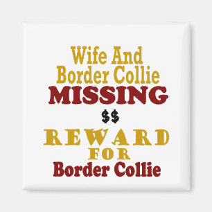 Imã Border collie & recompensa faltante da esposa para