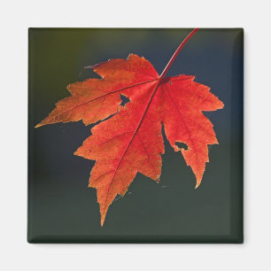 Imã Bordo Acer rubrum) folha vermelha no outono,