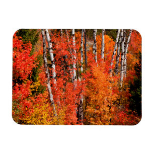 Ímã Bordo Vermelho (Acer Rubra) E Álamo Tremedor