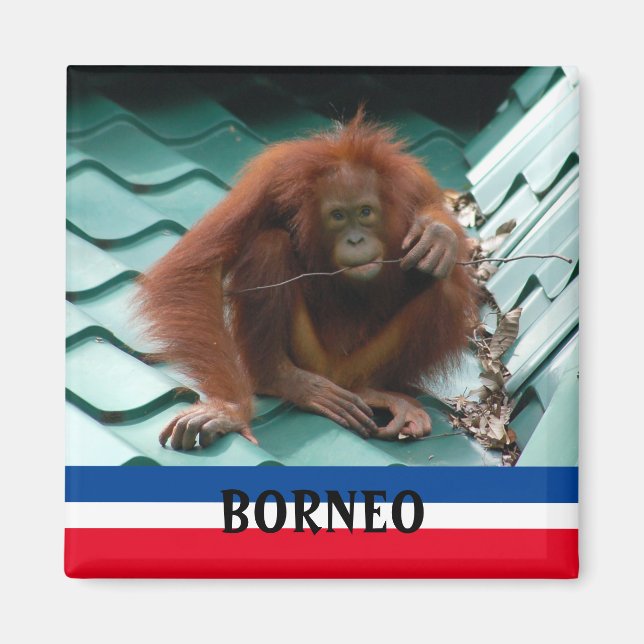 Imã Borneo Cute Orangutan em Sepilok Souvenir (Frente)
