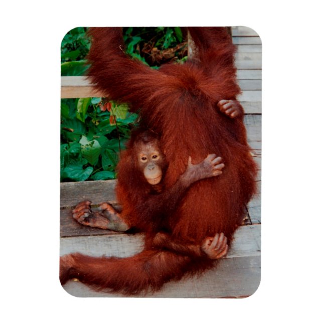 Ímã Borneo orangutan (Vertical)
