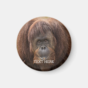 Imã Borneo Orangutan - Bela Fotografia