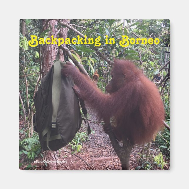 Imã Borneo Orangutan de mochila (Frente)