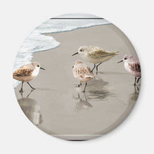 Imã Borrelhos na linha costeira