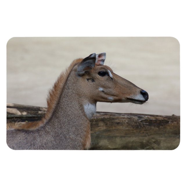 Ímã Boselaphus tragocamelus (Horizontal)