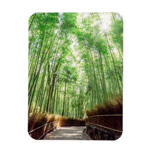 Ímã Bosque de bambu   Arashiyama, Kyoto, Japão