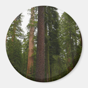 Imã Bosque Mariposa no Parque Nacional de Yosemite
