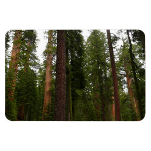 Ímã Bosque Mariposa no Parque Nacional de Yosemite
