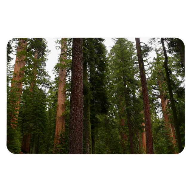 Ímã Bosque Mariposa no Parque Nacional de Yosemite (Horizontal)