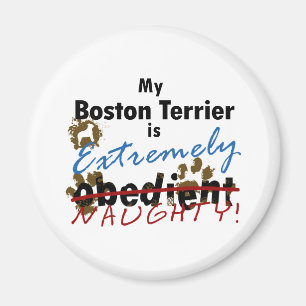 Imã Boston extremamente impertinente Terrier
