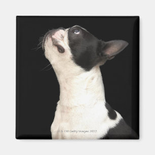 Imã Boston preto e branco Terrier que olha acima