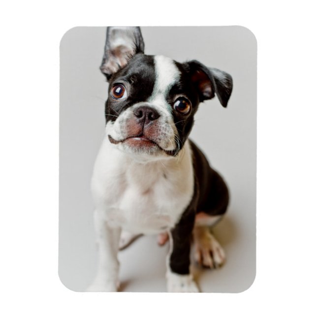 Ímã Boston Terrier (Vertical)
