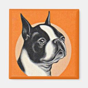 Imã Boston terrier