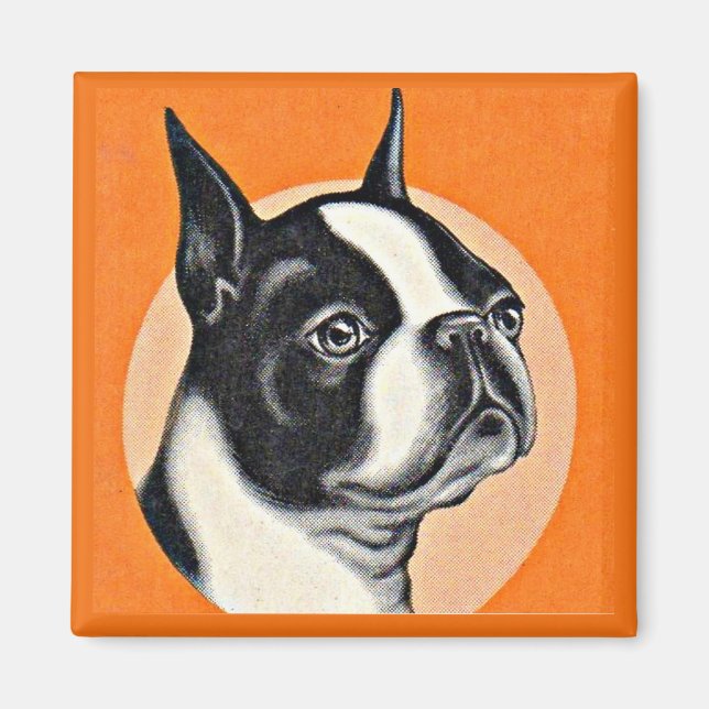Imã Boston terrier (Frente)