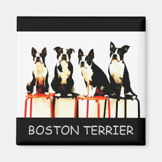 IMÃ BOSTON TERRIER