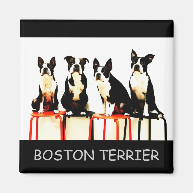 IMÃ BOSTON TERRIER (Frente)